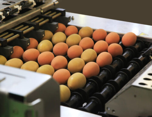 Nasz nowoczesny Zakład Pakowania Jaj umożliwia nam dopasowanie produktów dla nawet najbardziej wymagającego konsumenta – jesteśmy otwarci na nowe pomysły i rozwiązania sprzedażowe.